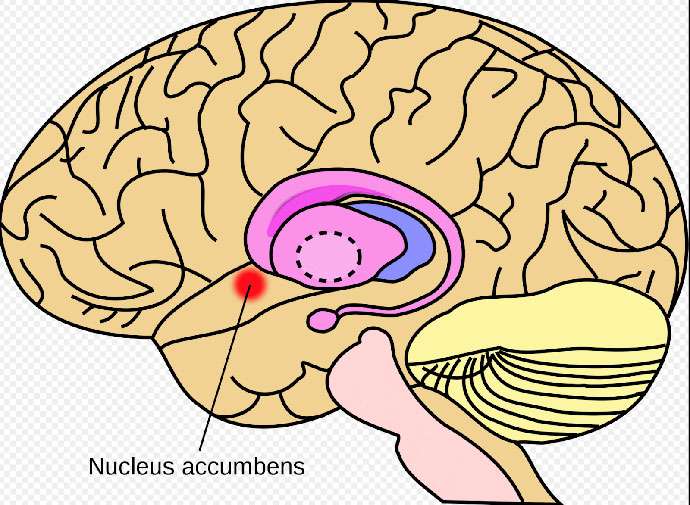 illustration-of-a-brain